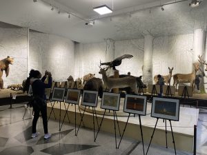 priroden muzei 1511231 1 За незабравимата среща с Дивото: Природонаучният музей представя 14-и международен фото салон