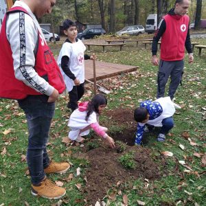 red cross tree 1411231 2 МЛАДЕЖКАТА ОРГАНИЗАЦИЯ НА БЧК ТРОЯН ЗАСАДИ ДРЪВЧЕТА В ГРАДИНКА „ТРОЯНКА“