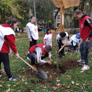 red cross tree 1411231 3 МЛАДЕЖКАТА ОРГАНИЗАЦИЯ НА БЧК ТРОЯН ЗАСАДИ ДРЪВЧЕТА В ГРАДИНКА „ТРОЯНКА“