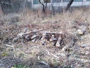 sech darveta 1202241 1 Областният управител Виктор Стойчев сезира Окръжна прокуратура за изсечени дървета в два държавни имота