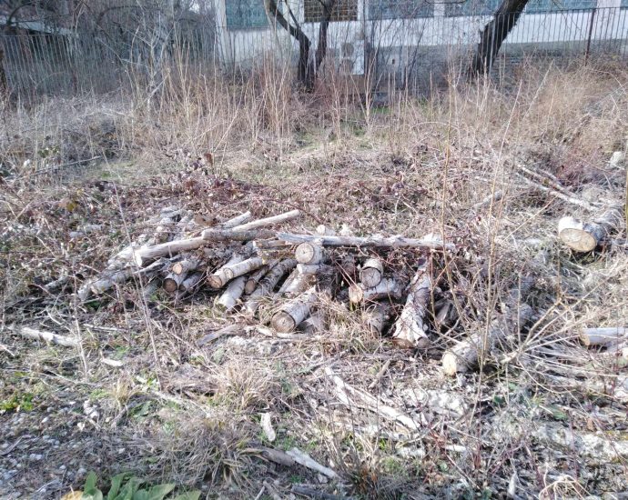 sech darveta 1202241 1 Областният управител Виктор Стойчев сезира Окръжна прокуратура за изсечени дървета в два държавни имота