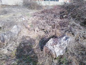 sech darveta 1202241 3 Областният управител Виктор Стойчев сезира Окръжна прокуратура за изсечени дървета в два държавни имота