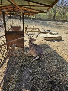 zoo lovech 204241 Кметът на Община Ловеч Страцимир Петков подписа административен договор за предоставяне на безвъзмездна финансова помощ по проект „Техническа помощ за инвестиции в Зоопарк Ловеч“