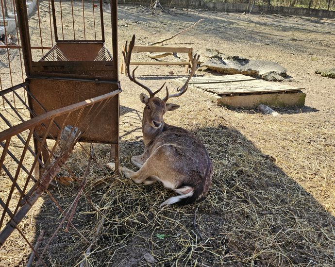 zoo lovech 204241 Кметът на Община Ловеч Страцимир Петков подписа административен договор за предоставяне на безвъзмездна финансова помощ по проект „Техническа помощ за инвестиции в Зоопарк Ловеч“