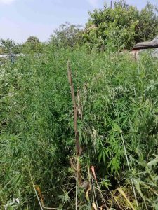 marihuana lukoviy 1506241 Под ръководството на РП – Ловеч се извършва разследване за засяване и отглеждане на растения от рода на конопа