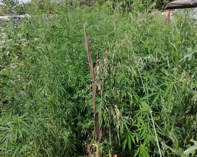marihuana lukoviy 1506241 Под ръководството на РП – Ловеч се извършва разследване за засяване и отглеждане на растения от рода на конопа