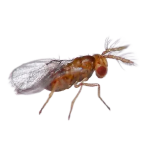 brasicae 812231 Как да опазим от нощенки и Доматеният миниращ молец (Tuta absoluta) доматите в нашия двор