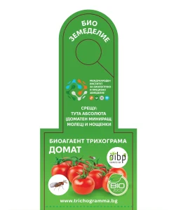 daomt 2404241 scaled 1 Как да опазим от нощенки и Доматеният миниращ молец (Tuta absoluta) доматите в нашия двор