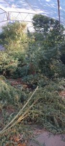 kanabis aleksandrovo 1509241 1 Задържан е 65-годишен мъж в с. Александрово. Полицията е иззела над 40 кг. канабис от имота му