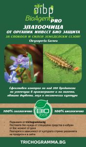 zlatoochica Chrysoperla carnea 505251 Златоочицата – Тайното оръжие на природата срещу икономически важните вредители в земеделието
