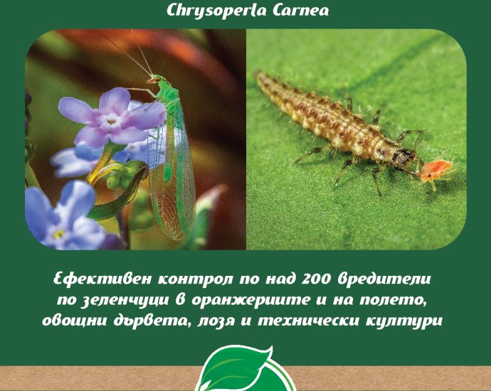 zlatoochica Chrysoperla carnea 505251 Златоочицата – Тайното оръжие на природата срещу икономически важните вредители в земеделието