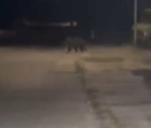 mechka lovech 1509251 1 Не стига режима на водата в Ловеч, ами се появи и мечка! Извънредно заседание на щаба за бедствия и аварии