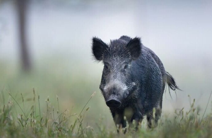 дива свиня troyan 131025 Силен старт на ловния сезон за дружините на СЛРД – Троян