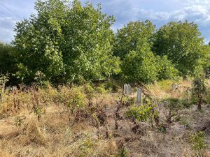 djungla grobishta 230926 2 Общинските пространства, които по норматив трябва да имат парков и поддържан вид, приличат на неконтролирана джунгла, в която паметниците и надгробните плочи едва се виждат от треволяка.