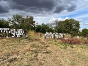djungla grobishta 230926 3 Общинските пространства, които по норматив трябва да имат парков и поддържан вид, приличат на неконтролирана джунгла, в която паметниците и надгробните плочи едва се виждат от треволяка.