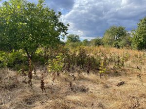 djungla grobishta 230926 4 Общинските пространства, които по норматив трябва да имат парков и поддържан вид, приличат на неконтролирана джунгла, в която паметниците и надгробните плочи едва се виждат от треволяка.